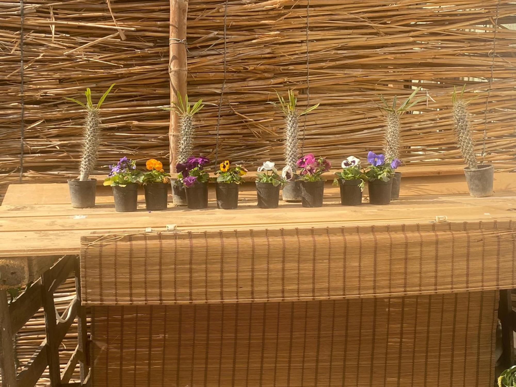 Airport Rooftop Club Luxurious Rooms And Studios 开罗 外观 照片